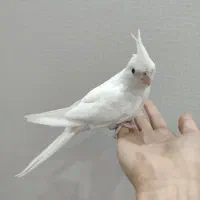 عروس هلندی آلبینو