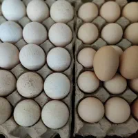 تخم بوقلمون قوغاز و شاخدار اردک