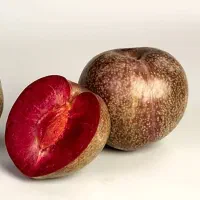 تولید و توزیع نهال آلو خونی آرژانتینی