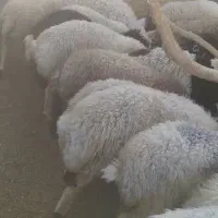 بره بومی پروار شده|حیوانات مزرعه|حمیدیا, |دیوار