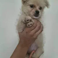 سگ آپارتمانی نژاد پامر|سگ|تهران, شهرک فردوس (حسینی)|دیوار