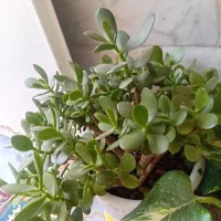 گل و گیاه