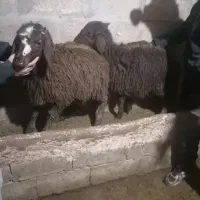 بره ماده هترو وهمو