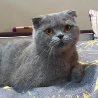 اسکاتیش ماده