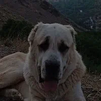 سگ نگهبان گله ای به ضمانت الابای سرابی ژرمن