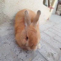 خرگوش لوپ زیبا وپشمالو سه عدد