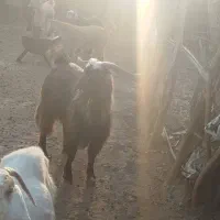 فروش یک راس نرینگ|حیوانات مزرعه|قلعه گنج, |دیوار