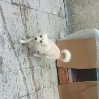 سگ پا کوتاه|حیوانات|نهاوند, |دیوار