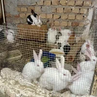 فروش خرگوش|موش و خرگوش|سلفچگان, |دیوار