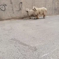 ۲راس بره نروماده
