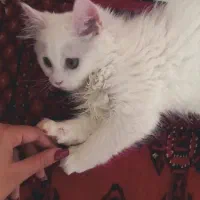 گربه|گربه|مشهد, کشاورز|دیوار