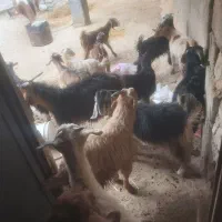 کهره نرماده