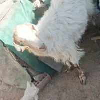 بز با دو کره ماده|حیوانات مزرعه|کرمان, |دیوار