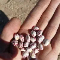 لوبیا چیتی گرد