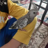 عروس هلندی نرمخور و جفتی به شرط تخم و جوجه