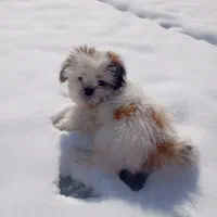 سگ مالتیپو|سگ|قزوین, |دیوار