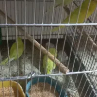 مرغ عشق نروماده باچهارتاجوجه دونه ۸۰