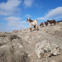 بز پاکستانی