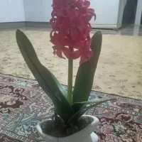گل زیبا ارزان مفت سالم