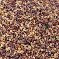 فروش عمده کنجد