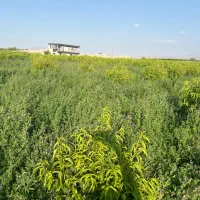 یونجه