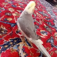 عروس هلندی دستی|پرنده|ماکو, |دیوار