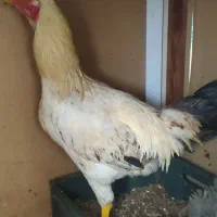 دو عدد خروس