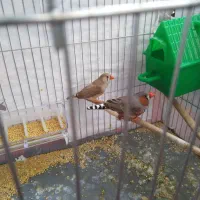 فنچ نر وماده بالغ