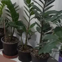 گل های خاص و زیبا