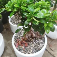 فروش ویژه انواع گلهای آپارتمانی