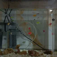 ماهی وآکواریوم