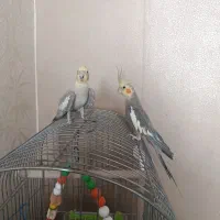 فروش یک جفت عروس هلندی