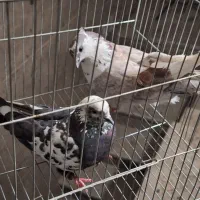 ۹ تا کفتر زمینی و هوایی فروش و معاوضه