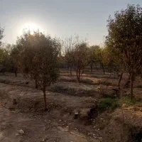 فروش باغ ۲۴۰۰ متر دیوارکشی شده در قهجاورستان|فروش خانه و ویلا|اصفهان, قهجاورستان|دیوار