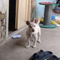 سگ پاکوتا|سگ|گرگان, |دیوار