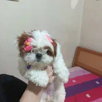 سگ عروسکی مینیاتوری|سگ|تهران, جوادیه|دیوار