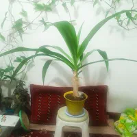 گل سوسن گرمسیری ( عنکبوتی )