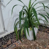 گل طبیعی آپارتمانی|گل و گیاه طبیعی|گلبهار, شهر جدید گلبهار|دیوار