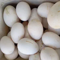 تخم نطفه دار غاز
