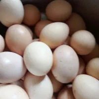 تخم مرغ محلی بدون نطفه