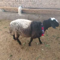 بره قوچ اصیل جین دار