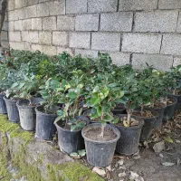 یاس شمشاد سیکاس