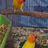 یک جفت فیشر طلایی