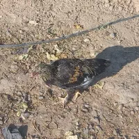 خروس|حیوانات مزرعه|مشهد, انصار|دیوار