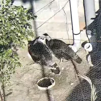 فروش بوقلمون