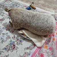 هیزه|ظروف نگهدارنده، پلاستیکی، یک‌بارمصرف|الشتر, |دیوار