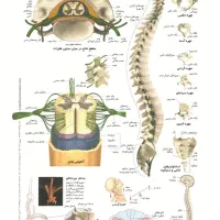 ماساژ حجامت فصد خون