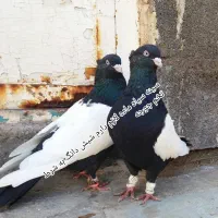 سینه سیاه ماده