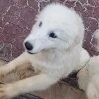 توله سامویید واکسن خورده آماده