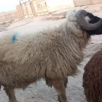 قوچی یا خروف یا گوسفند بره|حیوانات مزرعه|کارون, |دیوار